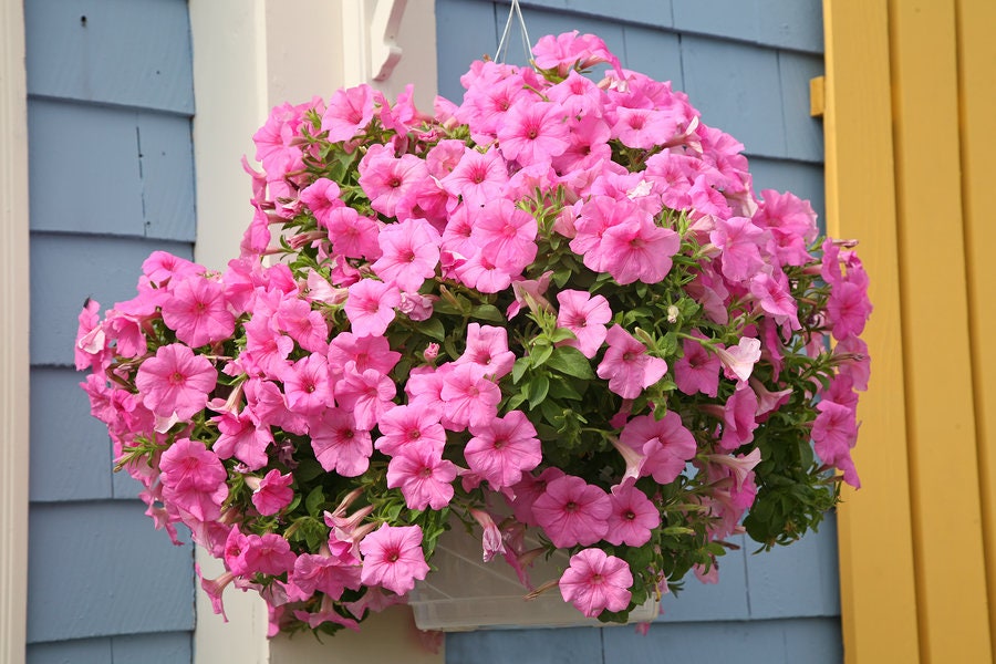 Pink Cascading Petunia seeds, best gift for him her, indoor & outdoor home decor birthday present teacher gifts DIY flowering plants organic