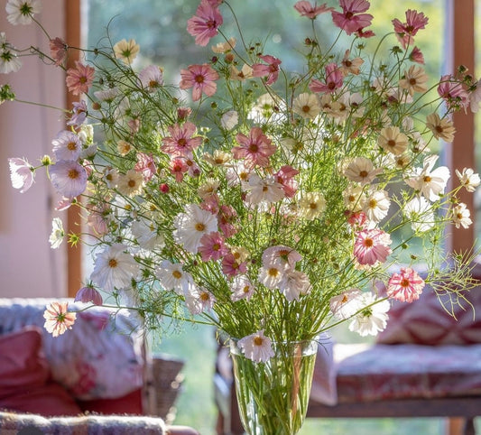 Pink White Cosmos seeds, best gift for him her indoor & outdoor home decor birthday present teacher gifts DIY flowering house plants organic