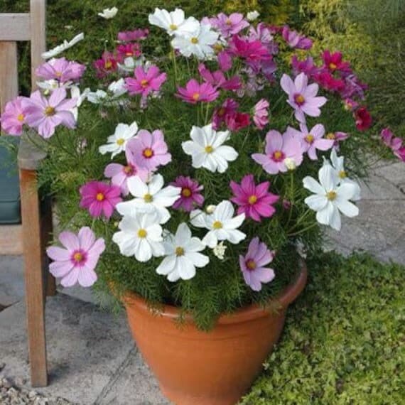 Pink White Cosmos seeds, best gift for him her indoor & outdoor home decor birthday present teacher gifts DIY flowering house plants organic