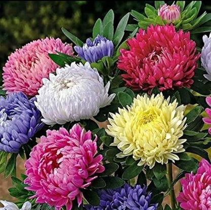 XL Summer Aster Paeony Flowered seeds, best gift for him and her, gardening home decor teacher gifts graduation birthday plants DIY