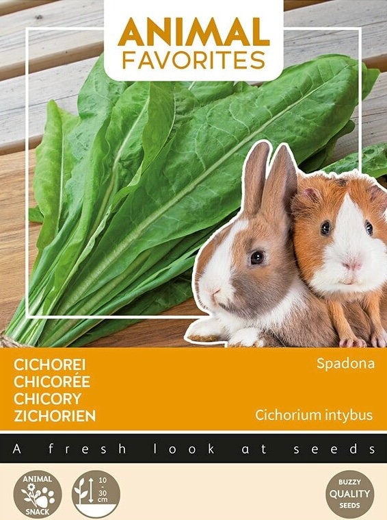 Chicory seeds for your pet Rabbit - Guinea Pig, Grow your own Organic Pet Food gift for him her teacher gifts DIY plants birthday present