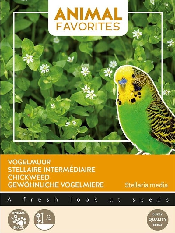 Chickweed seeds for your pet bird parakeet parrot Grow your own Organic Pet Food gift for him her teacher gifts DIY plants birthday present