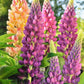 Multi Colour Lupine seeds, best gift for him and her, gardening home decor teacher gifts graduation birthday present flowering plants DIY