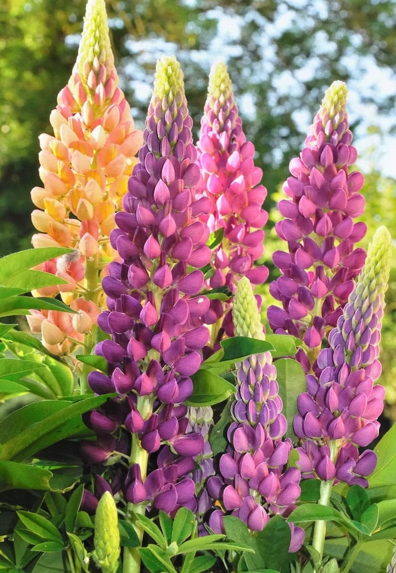 Multi Colour Lupine seeds, best gift for him and her, gardening home decor teacher gifts graduation birthday present flowering plants DIY