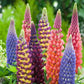 Multi Colour Lupine seeds, best gift for him and her, gardening home decor teacher gifts graduation birthday present flowering plants DIY