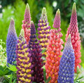 Multi Colour Lupine Seeds: DIY Flowering Plants, Easy to Grow, Large Flowers
