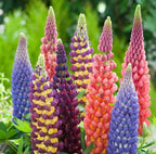 Multi Colour Lupine Seeds: DIY Flowering Plants, Easy to Grow, Large Flowers