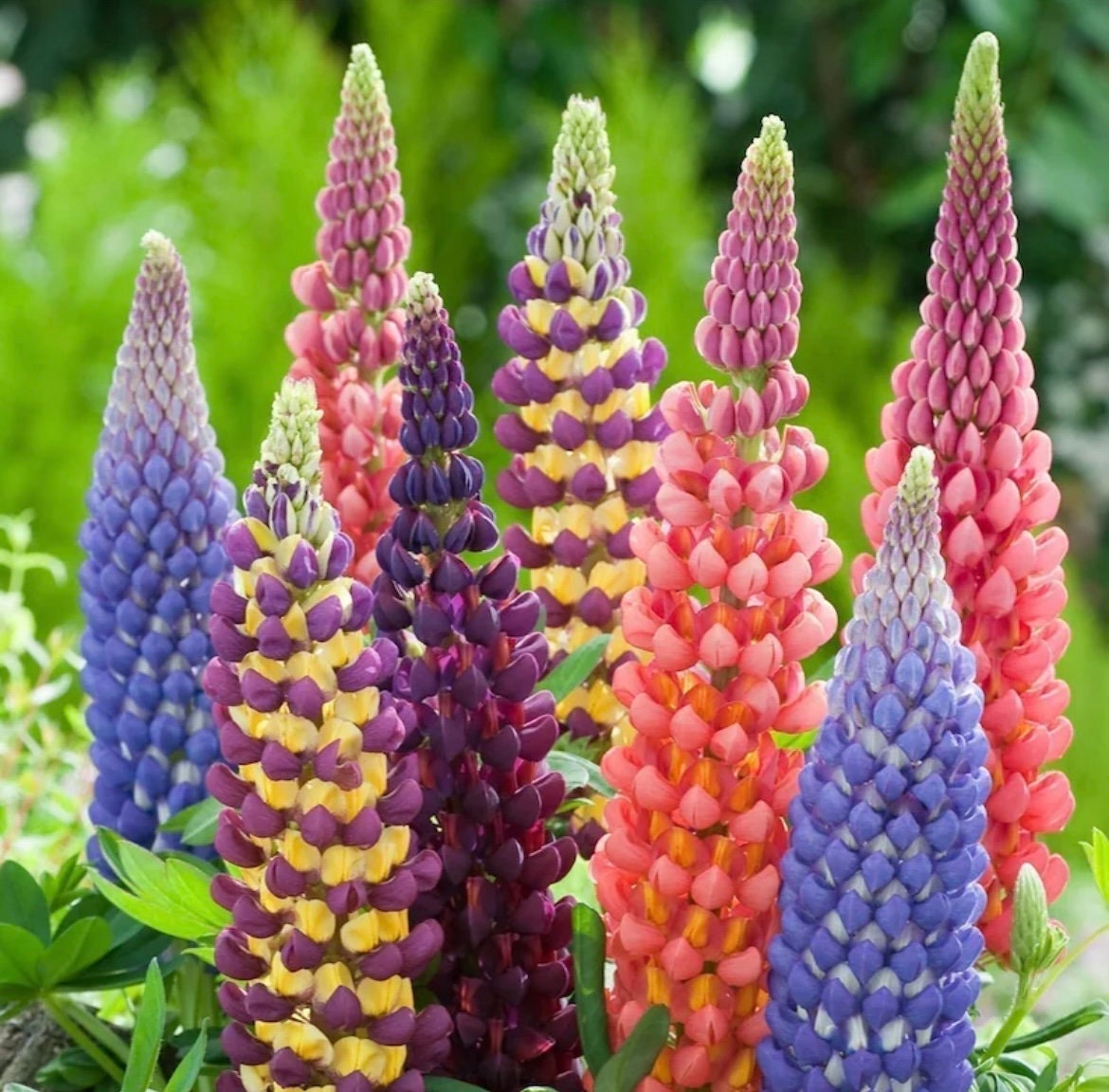 Multi Colour Lupine Seeds: DIY Flowering Plants, Easy to Grow, Large Flowers
