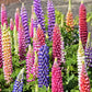 Multi Colour Lupine seeds, best gift for him and her, gardening home decor teacher gifts graduation birthday present flowering plants DIY