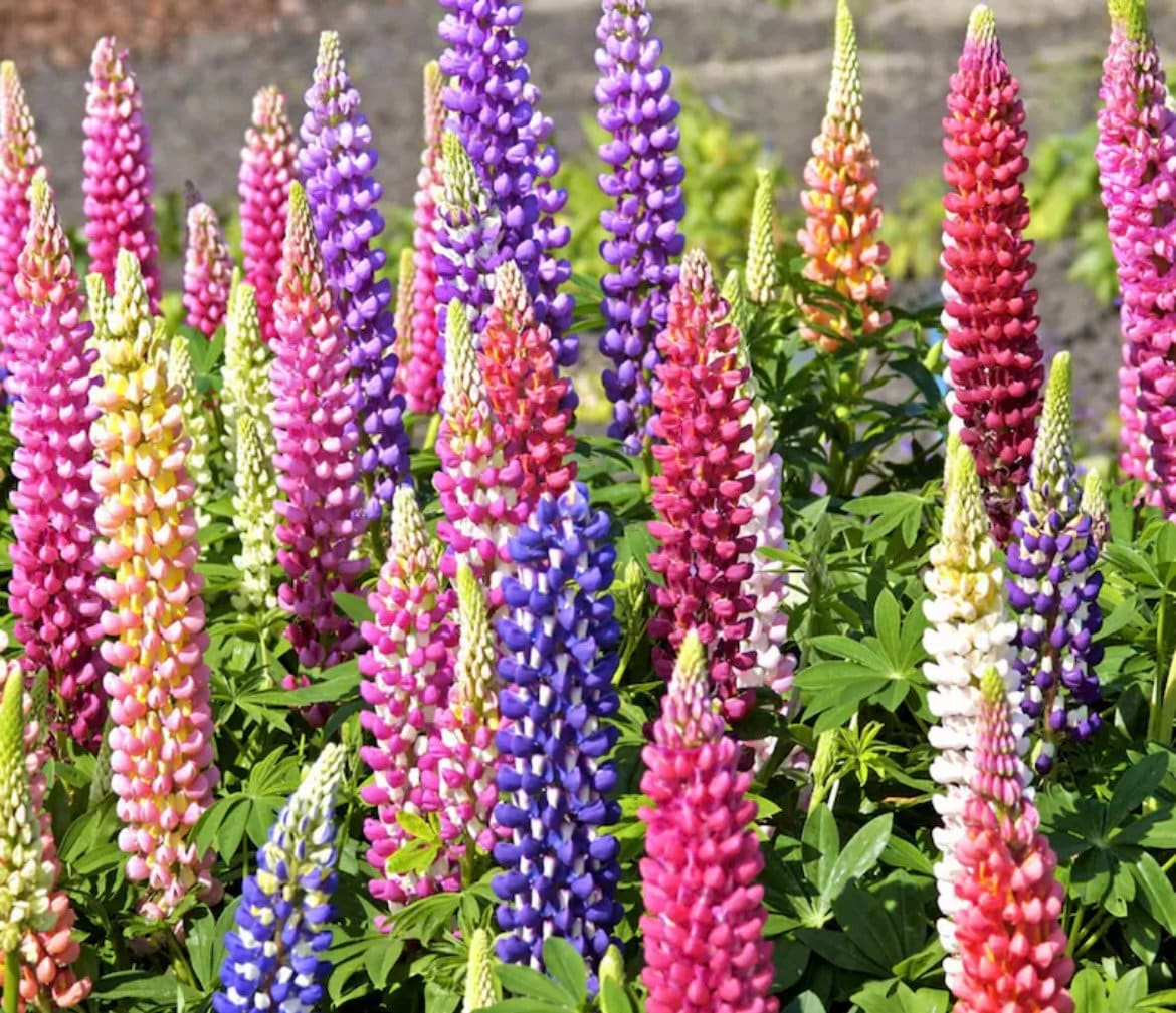 Multi Colour Lupine seeds, best gift for him and her, gardening home decor teacher gifts graduation birthday present flowering plants DIY