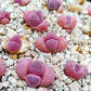 Pleiospilos nelii rubra seeds best gift for him her home decor birthday present house plants teacher gifts DIY educational succulents