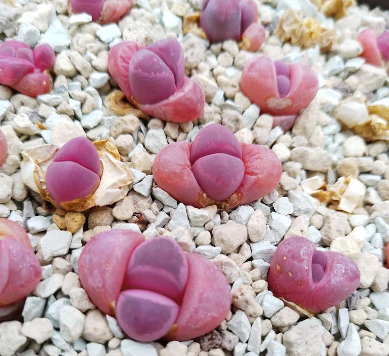 Pleiospilos nelii rubra seeds best gift for him her home decor birthday present house plants teacher gifts DIY educational succulents