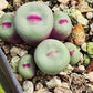 Conophytum Lips seeds living stones gift for him her home decor birthday present house plants teacher gifts DIY educational fun succulents