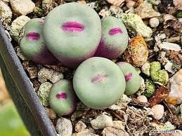 Conophytum Lips seeds living stones gift for him her home decor birthday present house plants teacher gifts DIY educational fun succulents