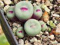 Conophytum Lips seeds living stones best gift for him her home decor birthday present house plants teacher gifts DIY educational succulents