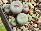 Conophytum Lips seeds living stones best gift for him her home decor birthday present house plants teacher gifts DIY educational succulents