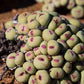 Conophytum Lips seeds living stones gift for him her home decor birthday present house plants teacher gifts DIY educational fun succulents