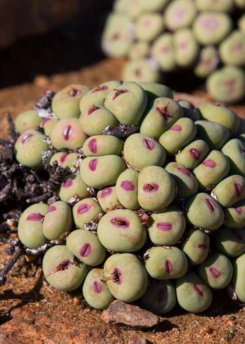 Conophytum Lips seeds living stones best gift for him her home decor birthday present house plants teacher gifts DIY educational succulents