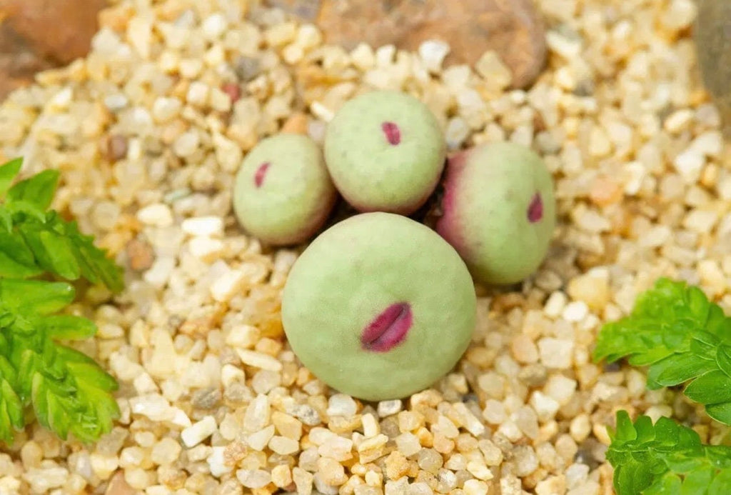 Conophytum Lips seeds living stones best gift for him her home decor birthday present house plants teacher gifts DIY educational succulents