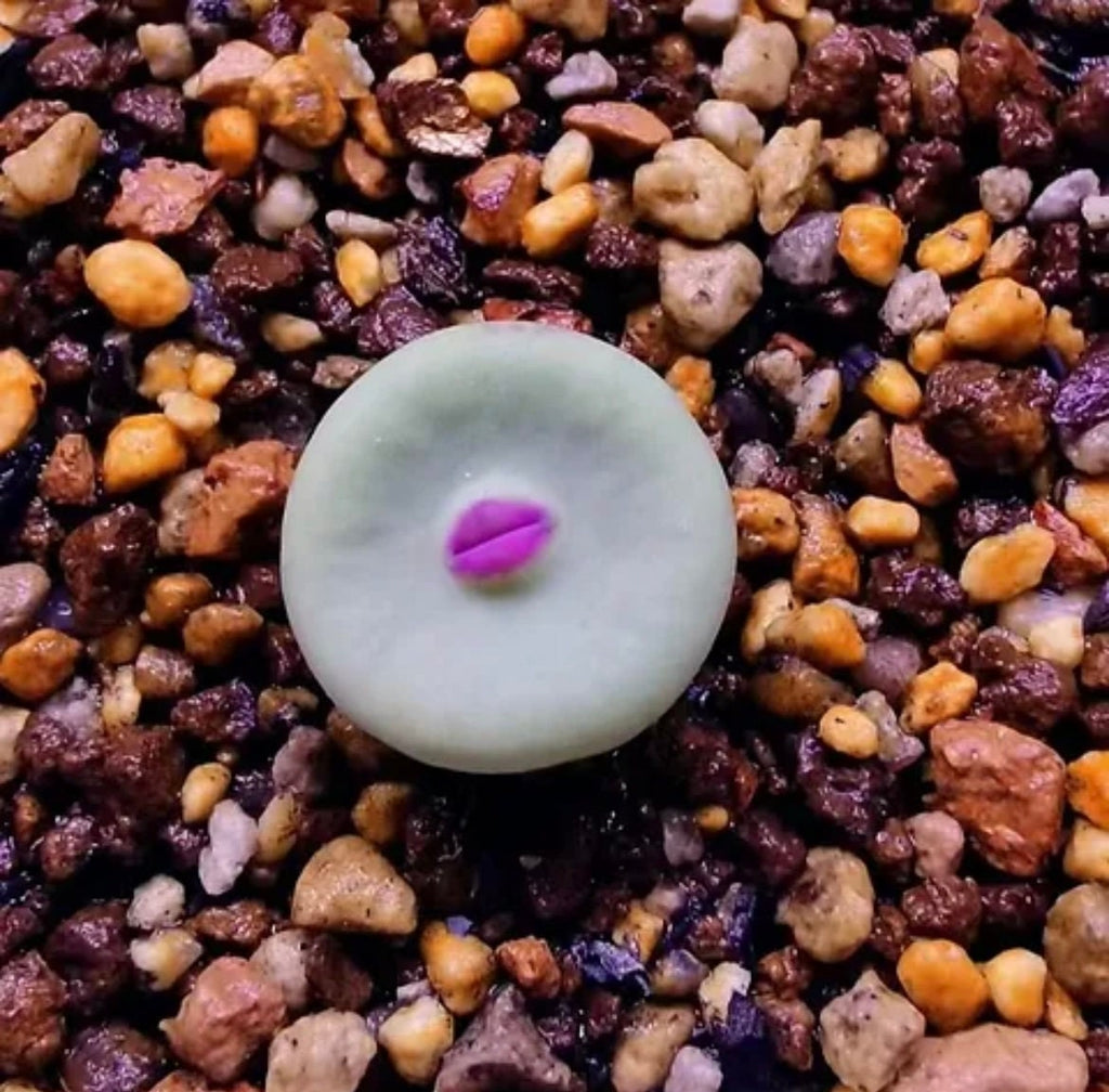 Conophytum Lips seeds living stones best gift for him her home decor birthday present house plants teacher gifts DIY educational succulents