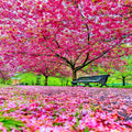 Pink Cherry Blossom Tree Seeds: Sakura Flowering Plants, Frost Hardy Perennial