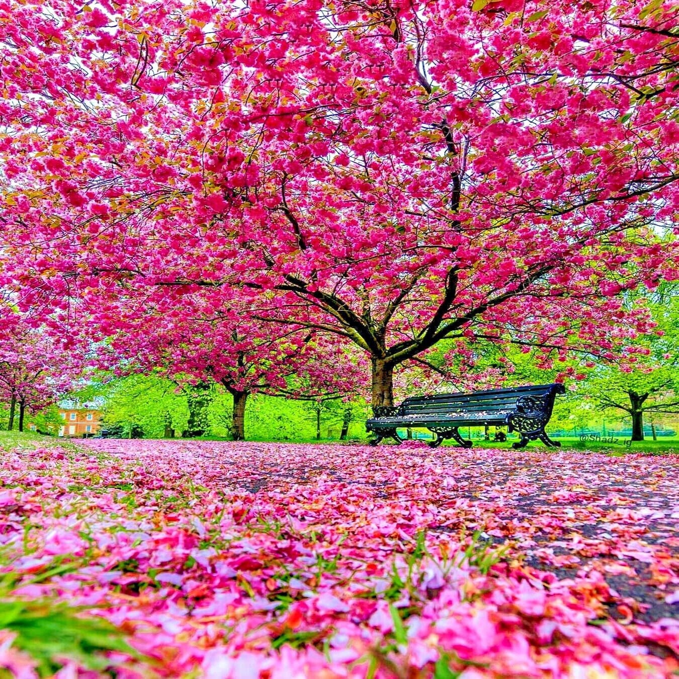 Pink Cherry Blossom Tree Seeds: Sakura Flowering Plants, Frost Hardy Perennial