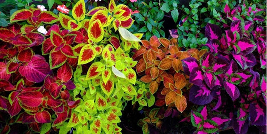 Colourful Coleus seeds, best gift for him her, indoor and outdoor home decor birthday present teacher gifts DIY house plants organic