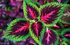 Colourful Coleus seeds, best gift for him her, indoor and outdoor home decor birthday present teacher gifts DIY house plants organic