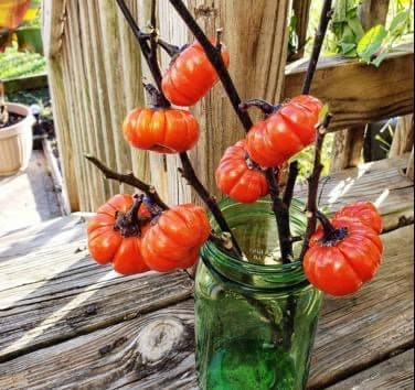 Pumpkin on a stick seeds, best gift for him her home decor grow in all zones organic gardening DIY kids love these Halloween teacher gifts