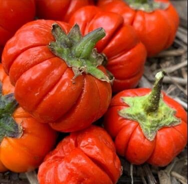 Pumpkin on a stick seeds, best gift for him her home decor grow in all zones organic gardening DIY kids love these Halloween teacher gifts