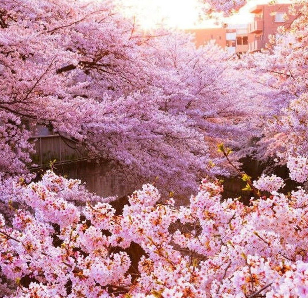 Pink Cherry Blossom Tree Seeds: Sakura Flowering Plants, Frost Hardy Perennial
