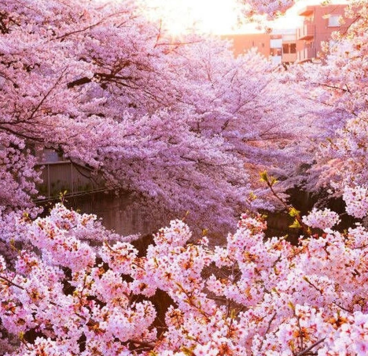 Pink Cherry Blossom Tree Seeds: Sakura Flowering Plants, Frost Hardy Perennial