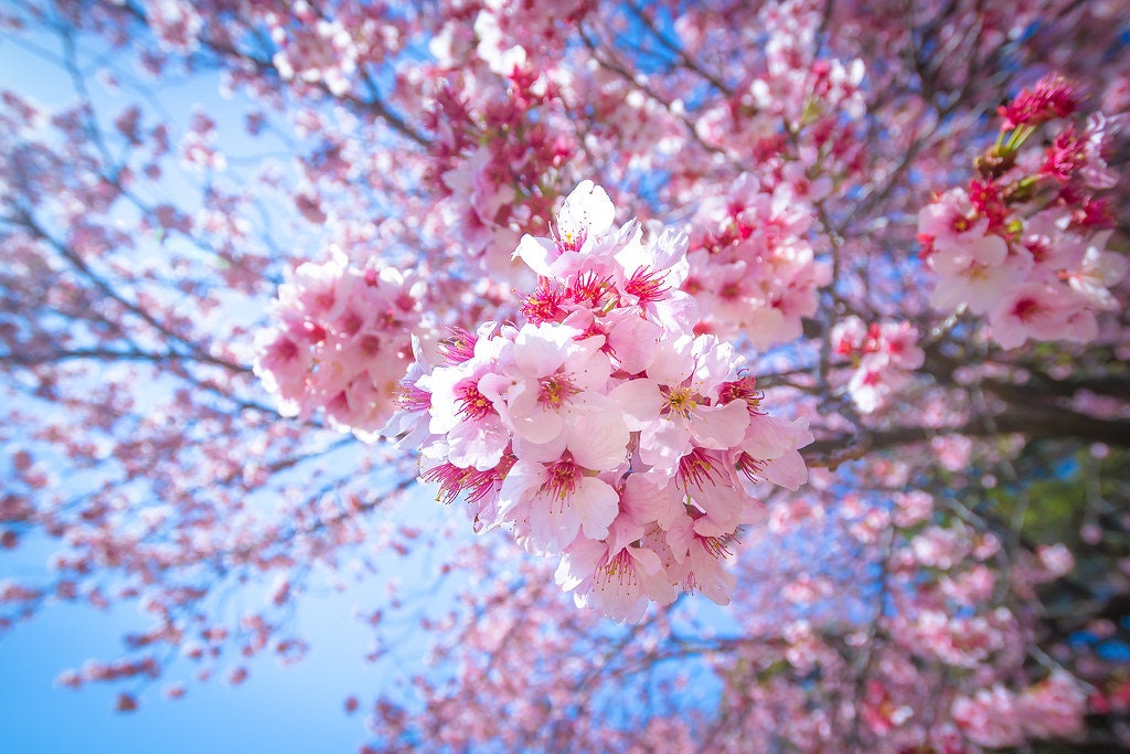 Pink Cherry Blossom Tree Seeds: Sakura Flowering Plants, Frost Hardy Perennial