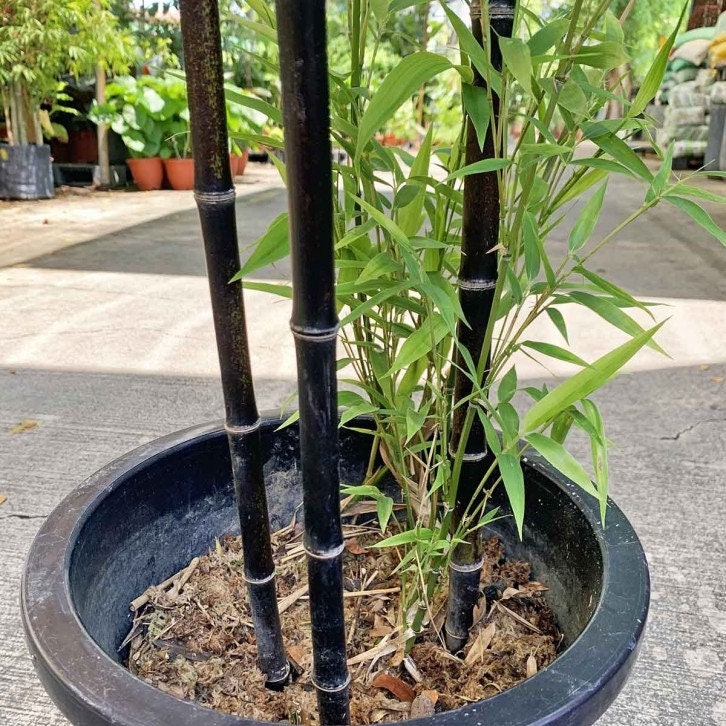 Black Bamboo Seeds: Home Decor Gardening, Phyllostachys Nigra