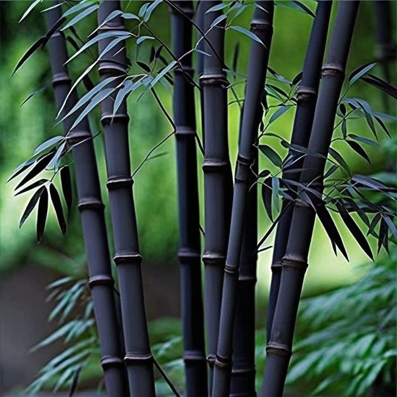 Black Bamboo seeds, outdoor and indoor home decor best gift for him her teacher gifts DIY house plants birthday present gardening organic