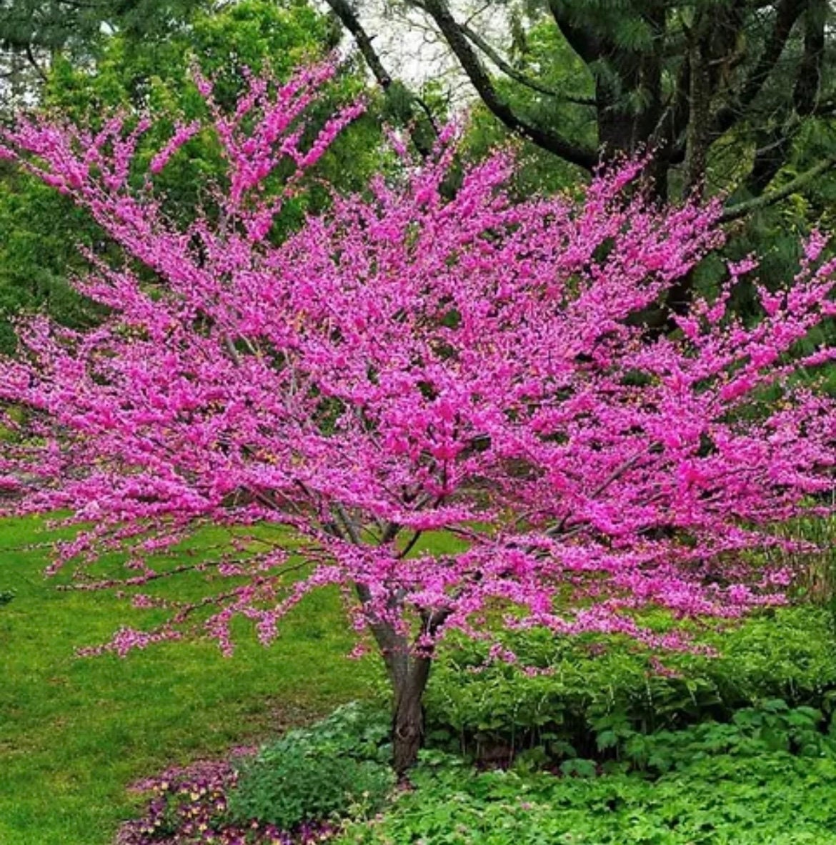 Pink Redbud tree seeds, best gift for him her, indoor and outdoor garden home decor birthday teacher gifts DIY flowering plant organic