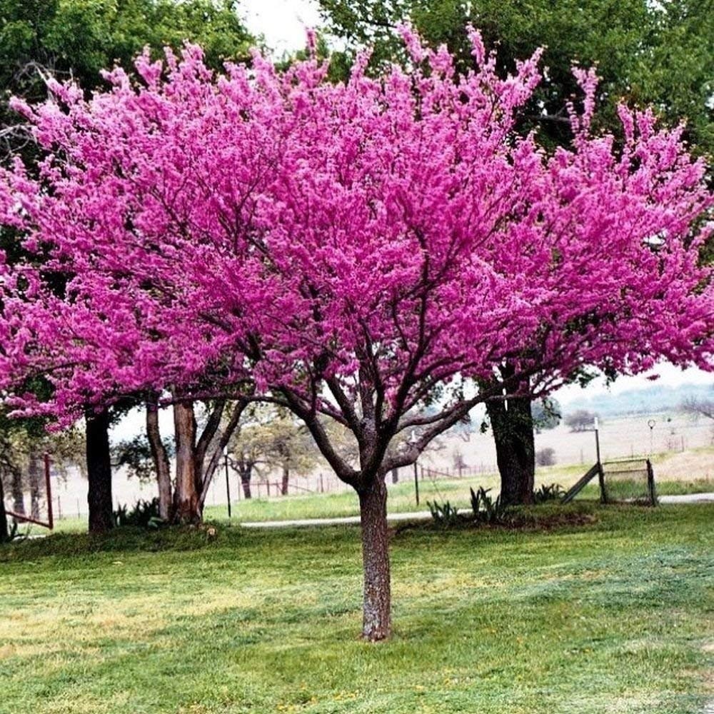 Pink Redbud tree seeds, best gift for him her, indoor and outdoor garden home decor birthday teacher gifts DIY flowering plant organic