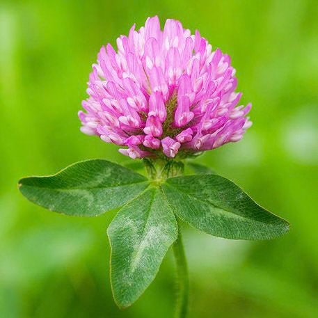 Colourful Clover seeds, perennial plants best gift for him her home decor birthday present teacher gifts organic gardening gift for mom dad