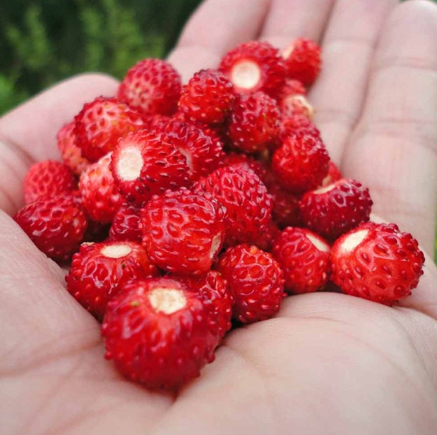 Special Strawberry seeds Baron von Solemacher best gift for him and her can grow in all zones, organic gardening home gift educational DIY