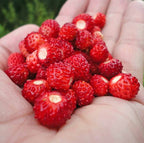 Special Strawberry seeds Baron von Solemacher best gift for him and her can grow in all zones, organic gardening home gift educational DIY