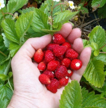 Special Strawberry seeds Baron von Solemacher best gift for him and her can grow in all zones, organic gardening home gift educational DIY