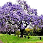 Purple Blue Paulownia Tree seeds, best gift for him her organic gardening outdoor home decor Frost Hardy Perennial birthday present