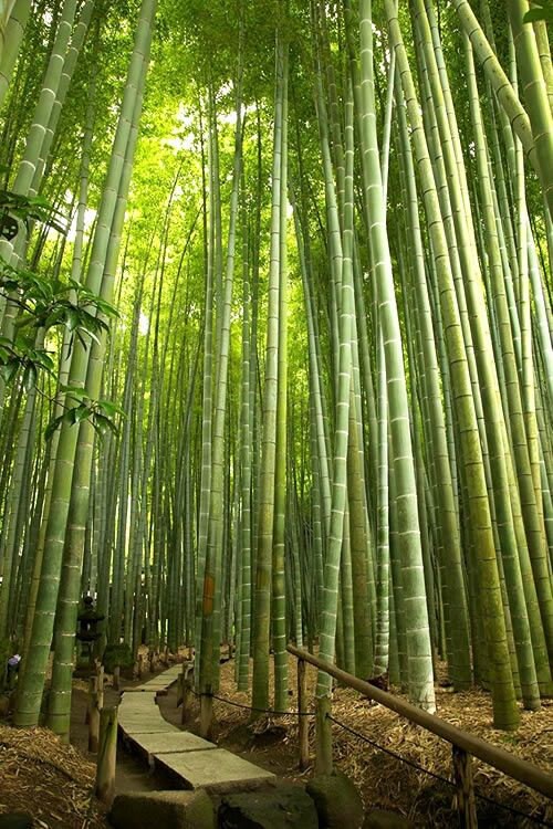 Giant Bamboo seeds outdoor home decor best gift for him her teacher gifts graduation DIY, plants birthday present gardening garden decor