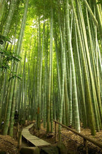 Giant Bamboo Seeds: for Indoor & Outdoor, Organic Gardening, Easy to Grow