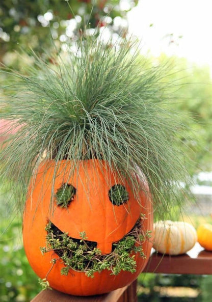 Jack O Lantern Pumpkin seeds outdoor and indoor home decor Halloween gift for him her teacher gifts graduation DIY birthday garden decor