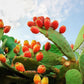 Prickly Pear Fig Cactus seeds, edible, best gift for him her home decor teacher gifts organic gardening birthday flowering plants succulents