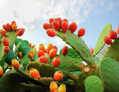 Prickly Pear Fig Cactus seeds, edible, best gift for him her home decor teacher gifts organic gardening birthday flowering plants succulents