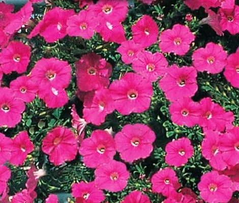 Pink Cascading Petunia seeds, best gift for him her, indoor & outdoor home decor birthday present teacher gifts DIY flowering plants organic