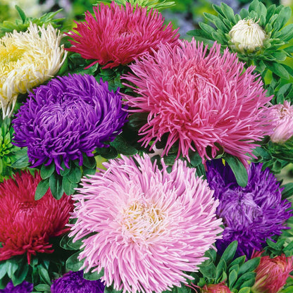 XL Summer Aster Paeony Flowered seeds, best gift for him and her, gardening home decor teacher gifts graduation birthday plants DIY