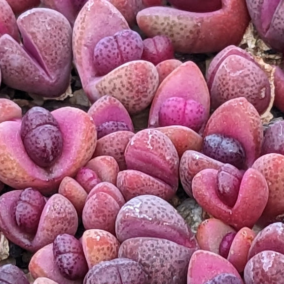 Pleiospilos nelii rubra seeds best gift for him her home decor birthday present house plants teacher gifts DIY educational succulents